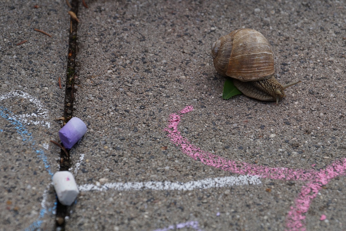 Schnecke (3)